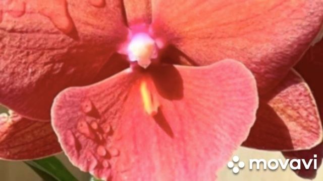 15.01.2025.ОРХИДЕИ НОВИНКИ, КАКИЕ НОВОСТИ СПУСТЯ НЕМНОГО В? смотреть онлайн