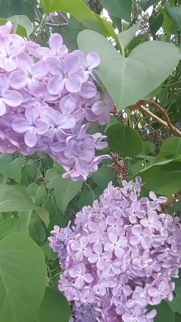 Майская сирень...душистая)))