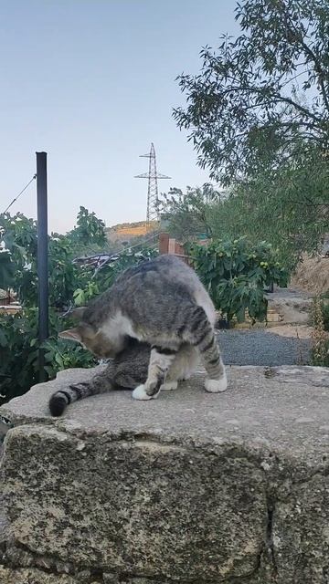 Кошка на заборе смотреть онлайн