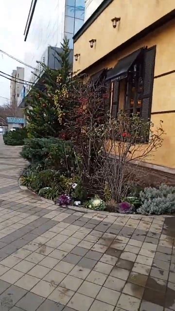 Украшали ёлочку 🌲 на улице. Ресторан Ristorante il Partisano. #кр смотреть онлайн