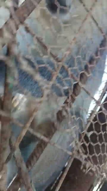 Мини зоопарк в Египте.Шармэльшейх. #egypt #camel #шармельшей смотреть онлайн