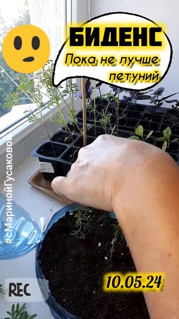 БИДЕНС ЧЕРЕНКОВАНИЕ 10 мая. ЦВЕТЫ которые лучше петуни? смотреть онлайн