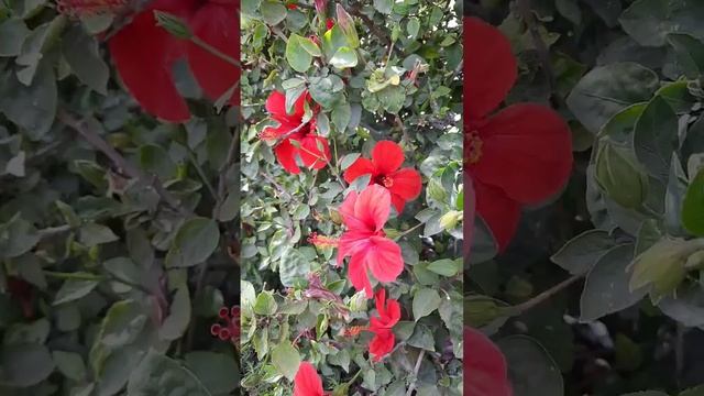 Розы! Гибискус! смотреть онлайн