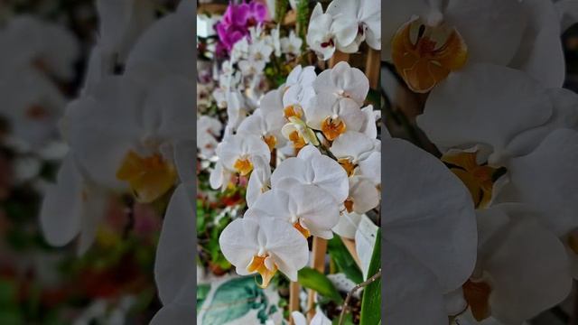 В одной минуте столько красок и эмоций!✨️💕 #orchid #орхи смотреть онлайн