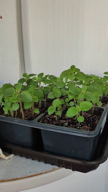 Львиный зев #shortsvideo #рассада