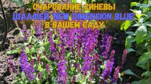 Очарование Синевы - Шалфей 'New Dimension Blue' в Вашем Саду.😍
