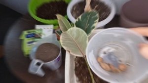 🚀ВЗРЫВ РОСТА КОРНЕЙ. Пересадка Фикуса🌱