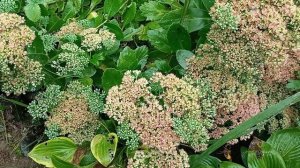 Очиток видный «Бриллиант» (Sedum spectabile Brilliant)