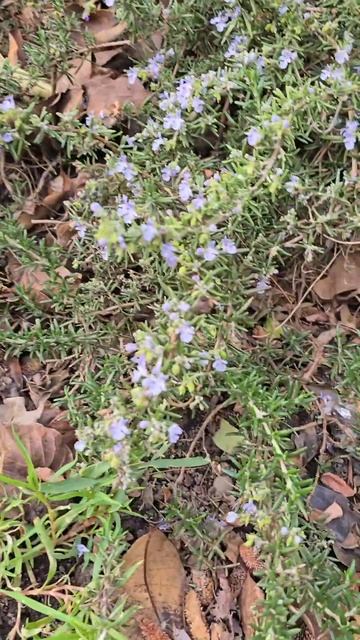 🌺🌺🌺 Голубенькие цветочки‼️🌺🌺🌺 #красивыецветы смотреть онлайн