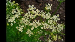 Тмин Обыкновенный. Лечебные свойства