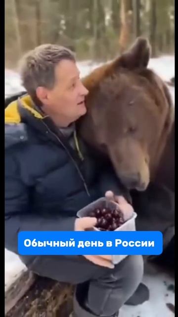 а вы покормили своего медведя сегодня #приколы #медведь смотреть онлайн