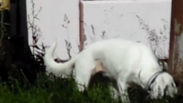 НИЖНИЙ НОВГОРОД ГОРЬКИЙ БОЙЦОВСКАЯ СОБАКА ЕСТ ГОВНО И смотреть онлайн