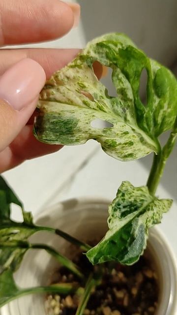 Монстера фрозен фреклес #растения #plants #комнатныераст? смотреть онлайн