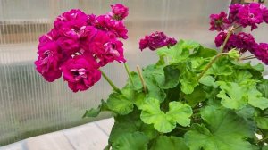 #823. Розоцветковый карлик СиМ Дон Жуан,осенее цветение