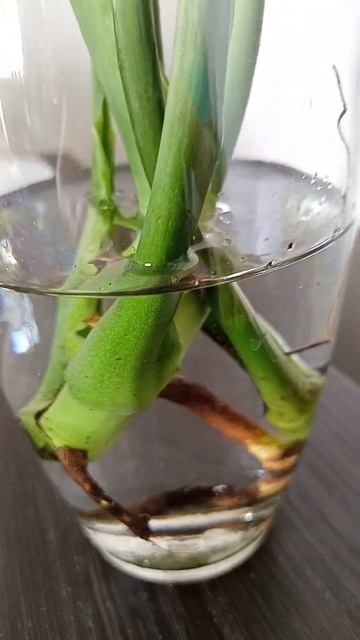 ...Доверяете ли вы людям?...монстера не виновата ..постар смотреть онлайн