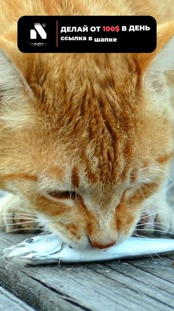 А ваша кошка есть рыбу? #кошка #кот #рыба #факты смотреть онлайн