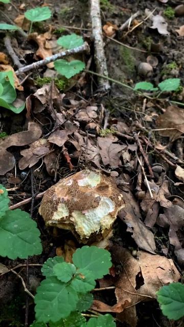 Грибные Новости 18 Июня!🍄Что сейчас есть в Лесу🌳 #гри? смотреть онлайн