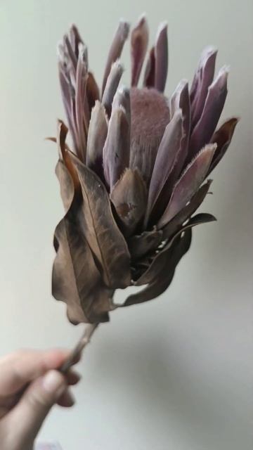 Протея Айс Пинк сухоцвет. смотреть онлайн