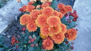 № 78  Корейская хризантема БРУНО