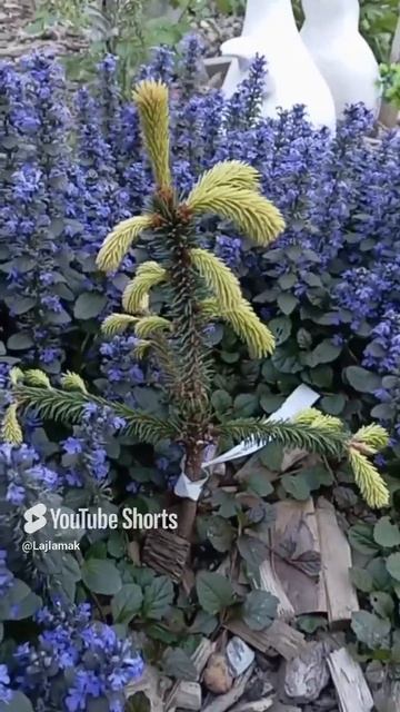 Ель Росеоспиката (Roseospicata) смотреть онлайн