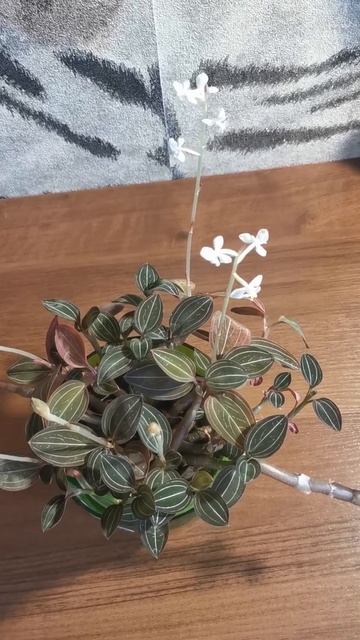 Драгоценная орхидея-лудизия! The precious orchid is ludisia! #орхиде смотреть онлайн