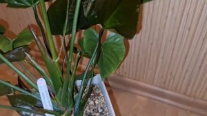 Почему антуриум (мужское счастье) перестает цвести.