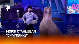 Морж Миша станцевал «Смуглянку» в Приморском океанариуме / РЕН Новости