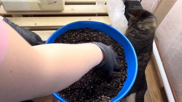 Обзор стеллажа. Перевалка петунии. Укоренение черенко смотреть онлайн