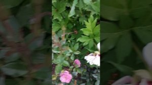 Цветет ито-гибрид пион Кора Луиза