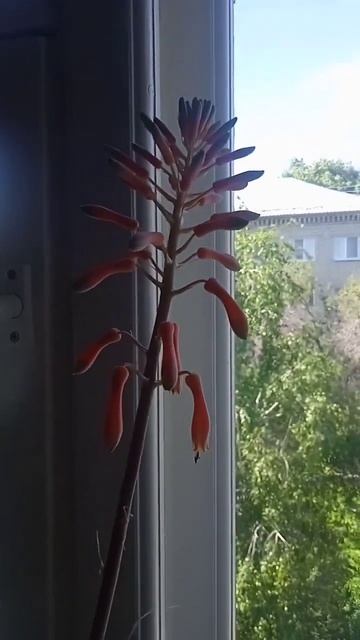 Как цветёт алоэ вера 🌸🌸🌸 смотреть онлайн