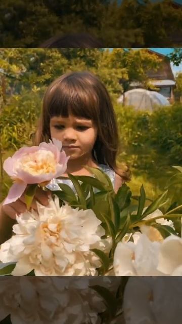 Пионы , июнь , лето #пионы #лето #тикток смотреть онлайн