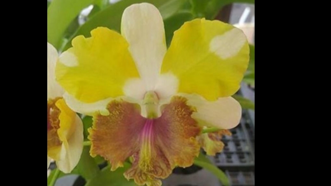 П-4. Ч-2. Обзор дендробиума Dragon Eye через 35 дней после получения  5-ой посылки. Часть 2.