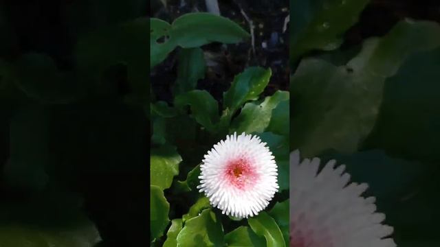 Маргаритки к себе привлекли. Как красиво они расцвели. смотреть онлайн