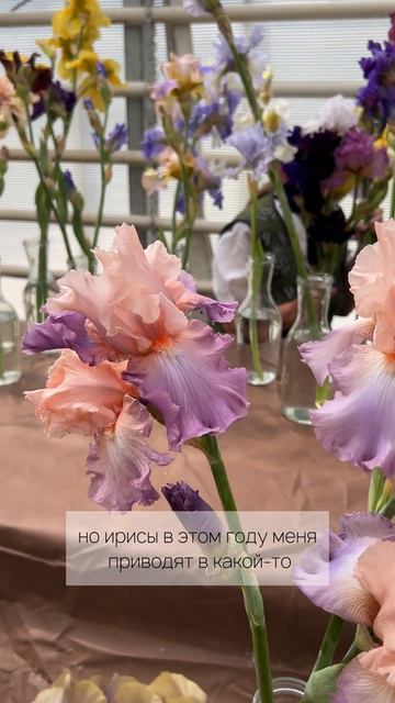 Выставка пионов и ирисов в Москве #цветы #flowers #florist #garden смотреть онлайн