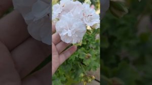 ЮГ Белая камелия