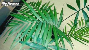 Хамедорея.Как ухаживать в домашних условиях.