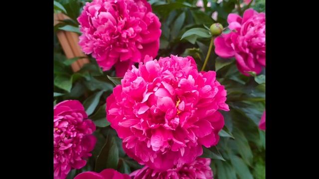 Неизменная #любовь к пионам 🌸 #пионы #рефлексия #чувст смотреть онлайн