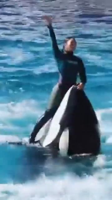 #shorts #дельфин #дельфиниум #любовь #путешествия #путешес смотреть онлайн