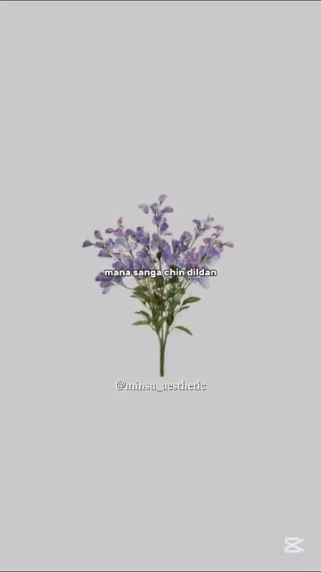 hafa bolma! #lavender #сирень #asa смотреть онлайн