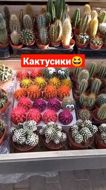кактусики😆Краснодар#Shudo Alenka#лайк 👍🌵 смотреть онлайн