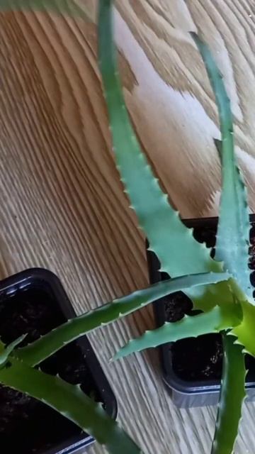 Алое лечебное. Ссылка на Авито по продаже в описании.П? смотреть онлайн