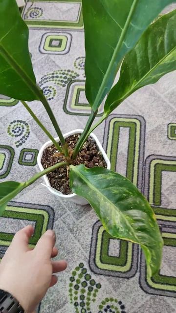 Антуриум Ренессанс Вариегатный смотреть онлайн