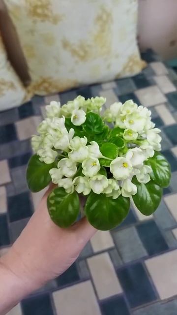 Н Подснежник 25 апреля 2024 г. смотреть онлайн