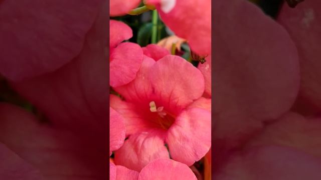 26 юни 2024 г. Кампсис,декоративна лоза,Campsis radicans,декорати смотреть онлайн