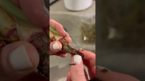 Алоказия сбросила корни, что делать? 👀