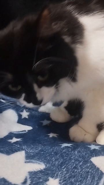 Тренировка Алтая. Маленький товарищ, с которым можно х смотреть онлайн