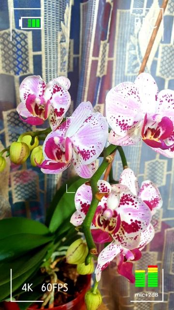 Орхидея.19.04.23 год. смотреть онлайн