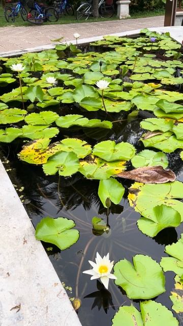 Lilies in phuket. Лилии на пхукете смотреть онлайн