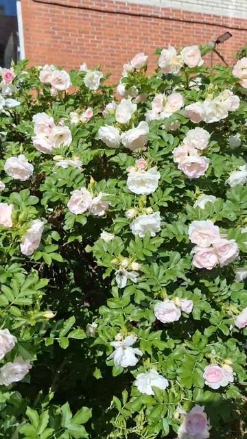 Шикарные цветы! смотреть онлайн