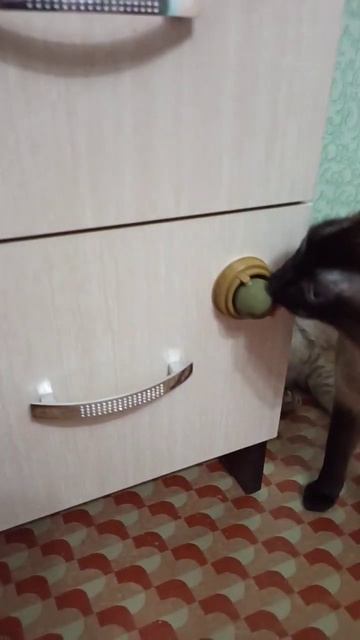 3 июня 2023 г. Кошачья мята))) смотреть онлайн